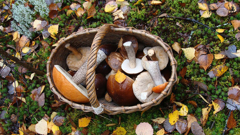 Image 104827650208 The king of autumn, the forest mushroom